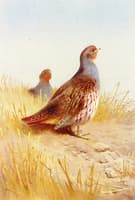 A Pair of English Partridges
