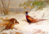 A Winter Dawn, Pheasants in the Snow