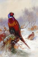 A Pair of Pheasants