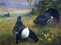Black Grouse