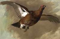 Grouse
