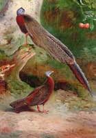 A Pair of Malay Arguses