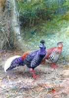 A Pair of Malayan Crested Firebacks