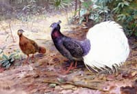 A Pair of White Tailed Wattled Pheasants