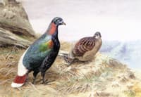 A Pair of Sclater's Impeyan Pheasants