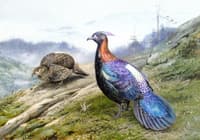 A Pair of Chinese Impeyan Pheasants