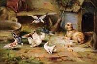 Dog and Pigeons