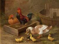 Poultry