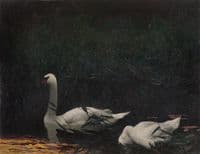 Swans