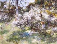 Sloe Blossom