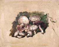 Still Life – Mushrooms