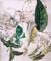 Study of Datura