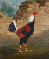 The Trimmed Cock