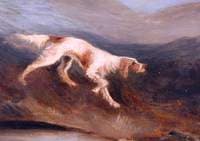 English Setter
