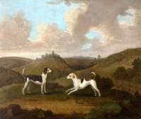 Harlot and Rachel, a Pair of Hounds