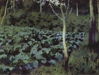 Cabbage