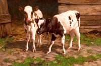 Calves