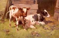 Two Calves