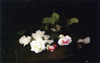 Still Life of Yellow and Pink Roses