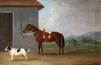 Bounce, a Spaniel, with a Bay Horse