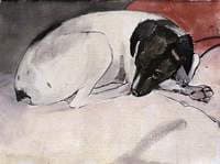 Black and White Puppy