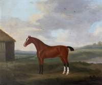 Sampson, a Bay Horse with Two White Socks