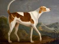 Wonderful (a Favourite Hound), Belonging to Sir John William De la Pole