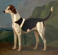 Mischief (a Favourite Hound) Belonging to Sir John William De la Pole