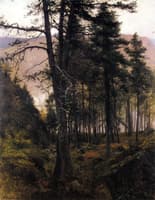 Fir Trees in the Glen
