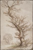 Study of a Tree