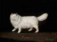 Psyche, a White Persian Cat