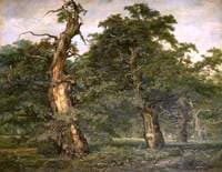 Forest Scene