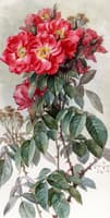 Branches of Ragged Robin Roses