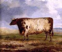 A Durham Ox
