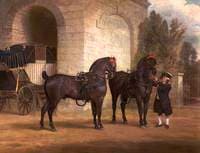 Two Black Coach Horses with a Coachman