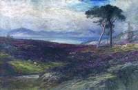 Heather, Scottish Highlands