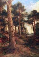 Scotch Firs, Rothiemurchus