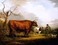The Spottiswoode Ox