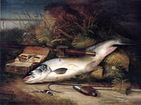 Salmon on the Riverbank