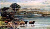 Highland Cows on the Edge of a Loch