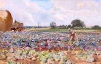 Gathering Cabbages on a Hampshire Farm