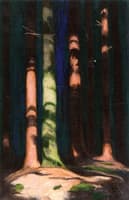 Sunlight on Spruce