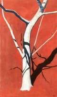 Fig Tree in front of Red Soil
