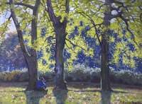 Sunny Woodlands