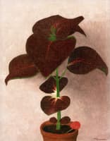 Caladium Flower