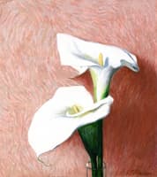 Calla
