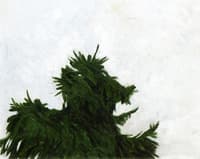 Top of Fir Tree