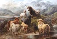Highland Cattle