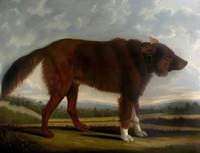 Lord Byron's Dog 'Lyon'