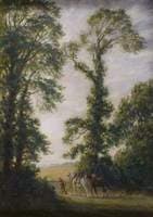 Elm Trees